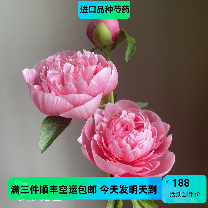 彼尤尼进口品种etchel salmon三文鱼芍药蚀刻鲑鱼鲜切花3件包邮
