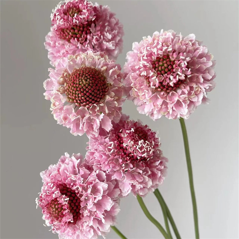 精品花卉鲜花速递各色松虫草鲜切花家庭办公室养花顺丰速达