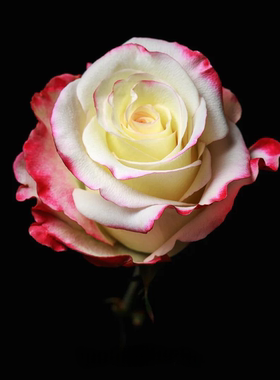 厄瓜多尔进口花材Sweetness 甜心玫瑰鲜切花家庭养花10支