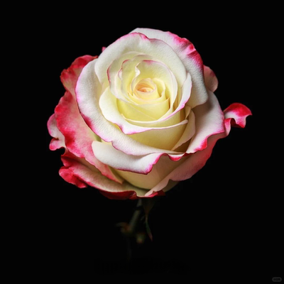 厄瓜多尔进口花材甜心玫瑰