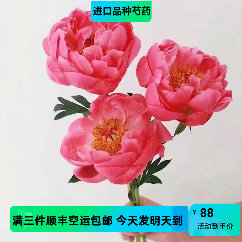 甄选进口品种夏威夷珊瑚落日珊瑚芍药花鲜花鲜切花顺丰三件包邮