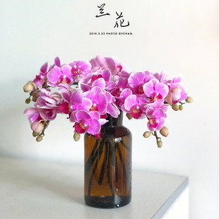夏日鲜花速递全国蝴蝶兰鲜切花家庭用花办公室5支耐养顺丰速达