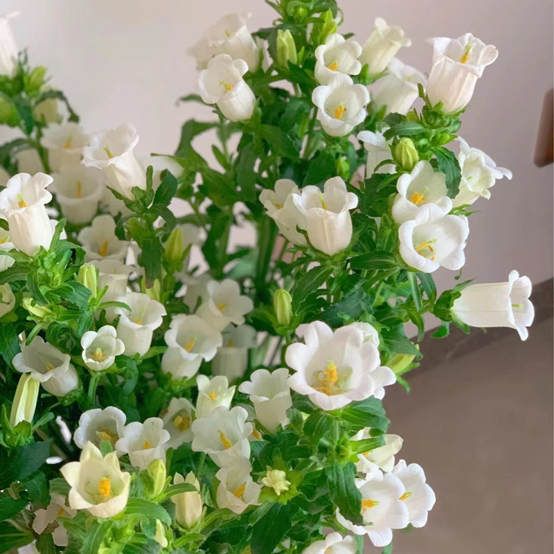当季风铃花家庭水养商务装饰婚庆插花鲜切花全国速递家庭用花热卖