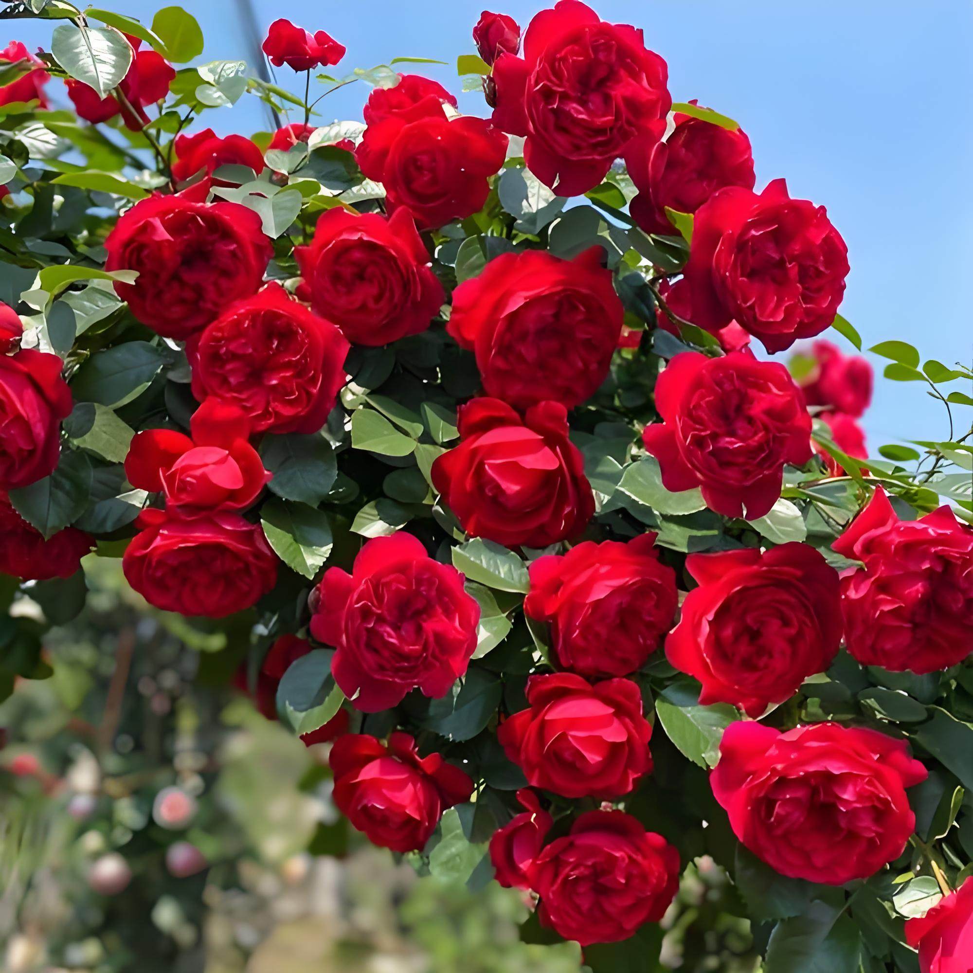 【顺丰包邮】弗洛伦蒂娜月季大苗1.8米爬藤四季爆花庭院花墙造型,鲜花速递/花卉仿真/绿植园艺,月季/蔷薇/玫瑰,淘宝优惠券,粉丝福利购,淘宝优惠卷