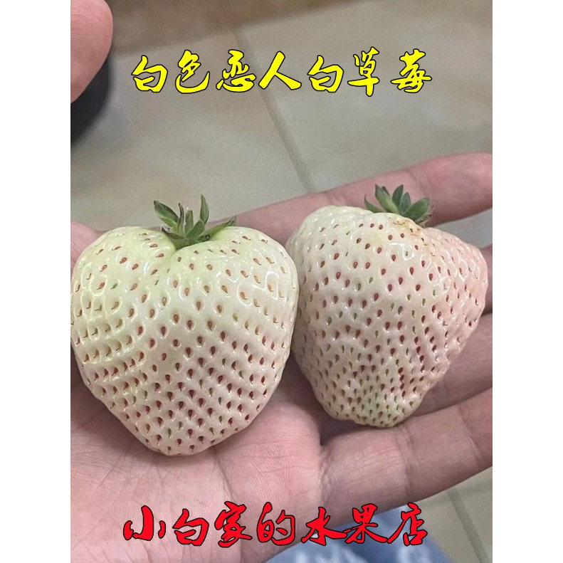 日本原种 农场种植 淡雪白色恋人 白草莓（一箱4盒1200克）