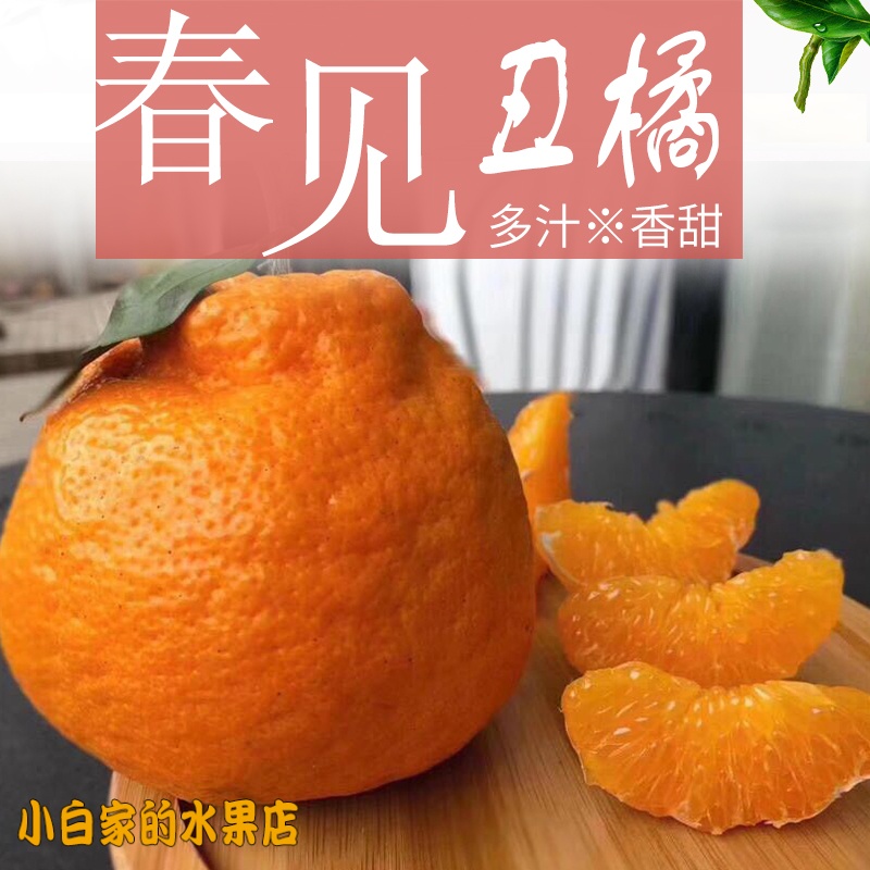 出口韩国日本 不知火新鲜丑桔 其它
