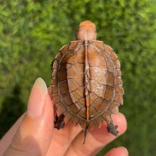 拉链背甲 大苗 288 13.5克 议价人工锯缘苗