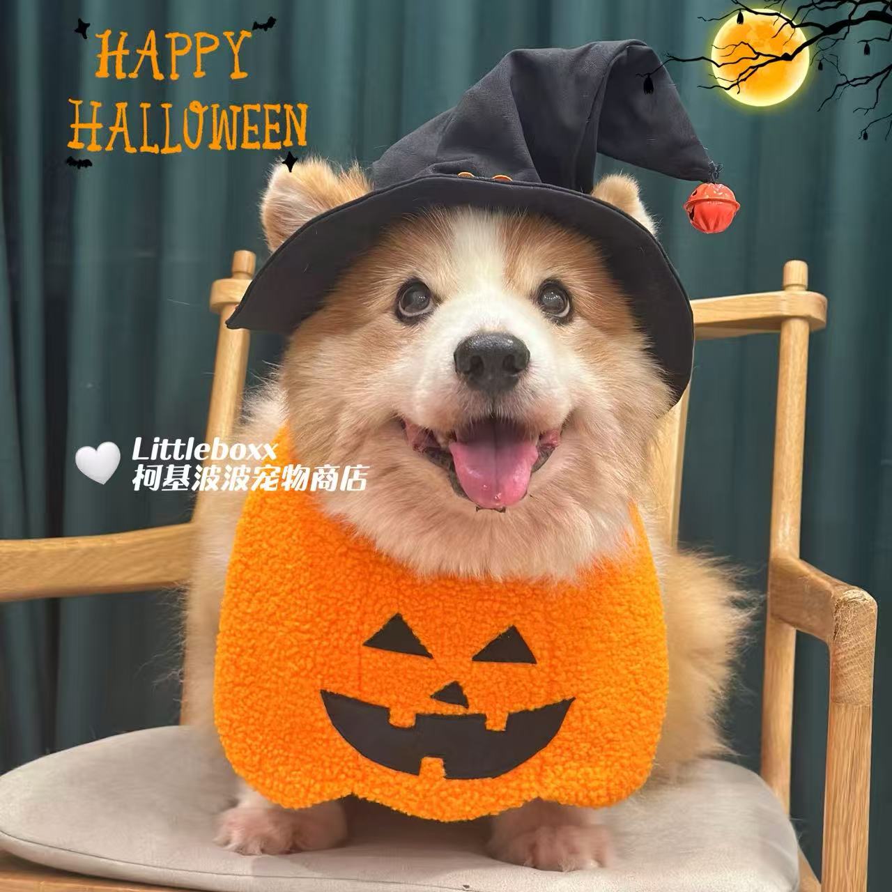柯基波波万圣节南瓜配魔法帽