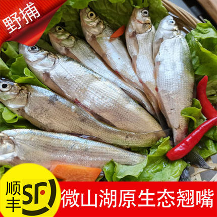 鲜活大翘嘴鱼淡水刁子新鲜白刁米翘白鱼活鱼现杀白条大翘嘴鲌白叼