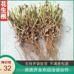 中药材花生根新货花生叶花生叶子花生叶粉500g农家花生秧花生根粉