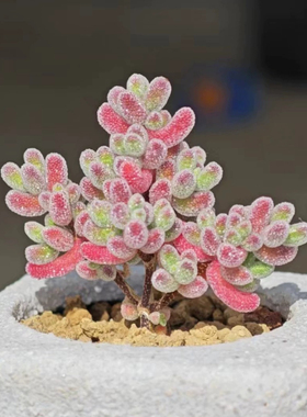 冰晶糖球多肉植物枝干番杏