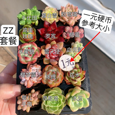 【一单包邮】ZZ套餐2-3厘米15颗多肉植物组合多肉带托盘品种如图