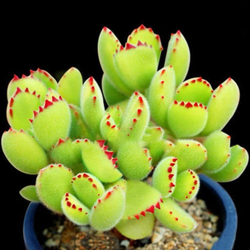 绿熊熊童子容易多肉植物