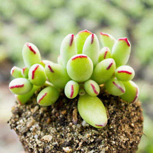 精灵豆多肉植物绿植盆栽小可爱