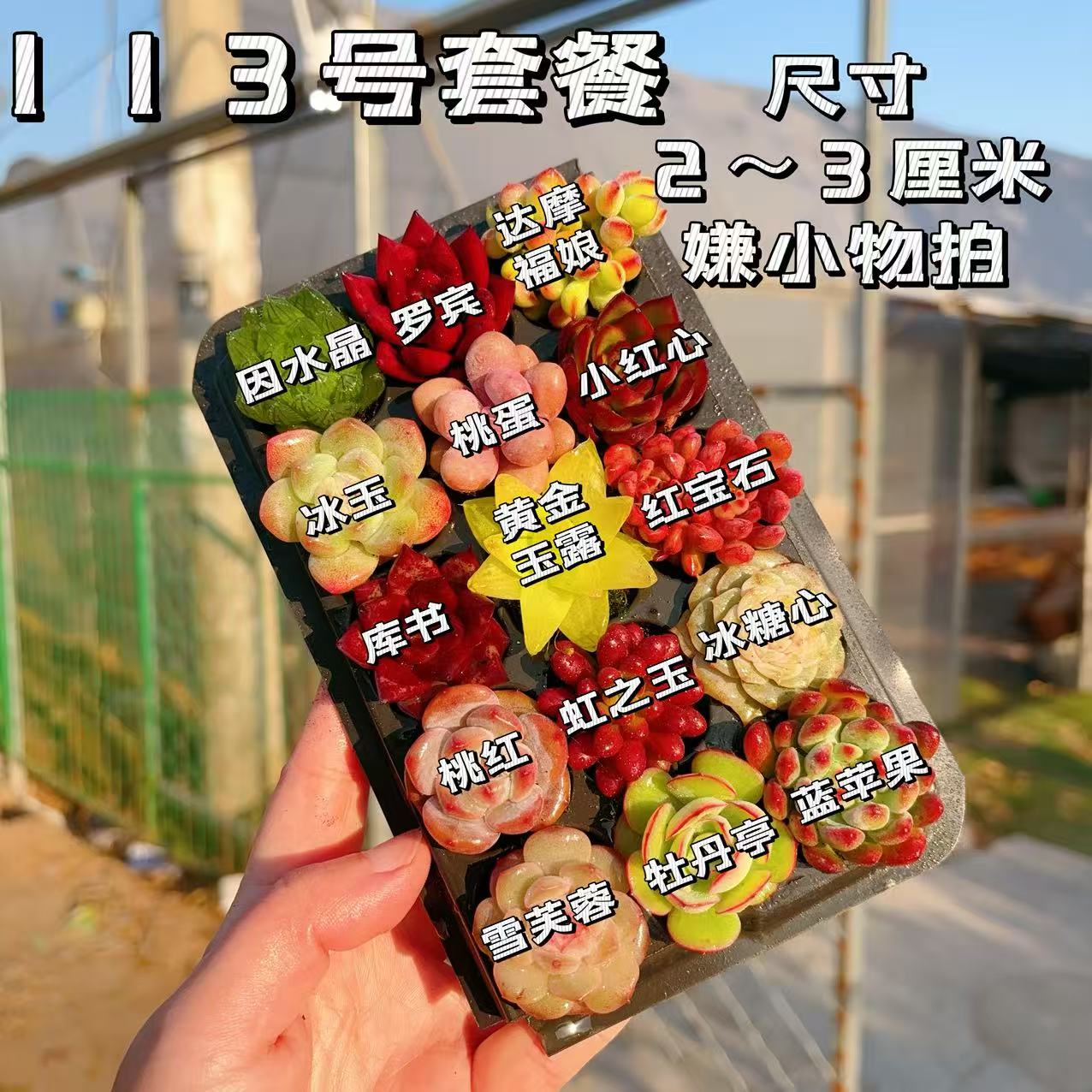 【113号套餐】套餐2-3厘米15颗多肉植物组合多肉带托盘