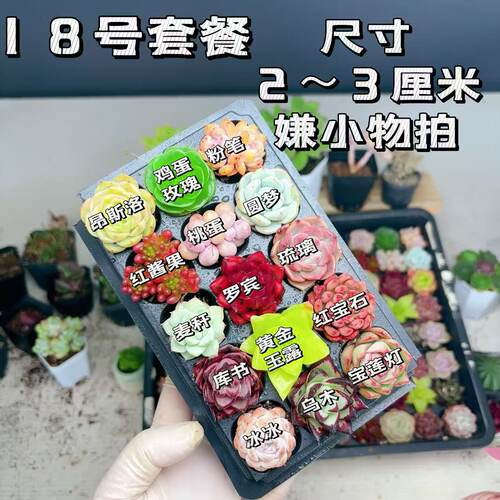 【18号套餐】套餐2-3厘米15颗多肉植物组合多肉带托盘