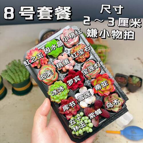 【8号套餐】套餐2-3厘米15颗多肉植物组合多肉带托盘