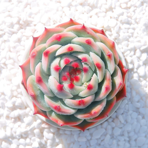 水蜜桃吉娃娃多肉植物