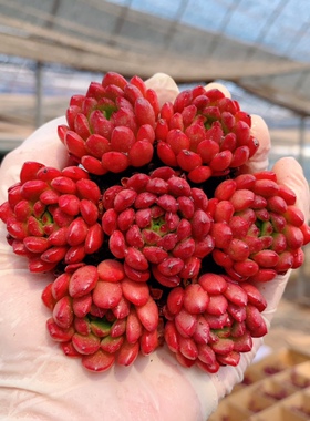 红宝石小苗多肉植物绿植盆栽红色多肉