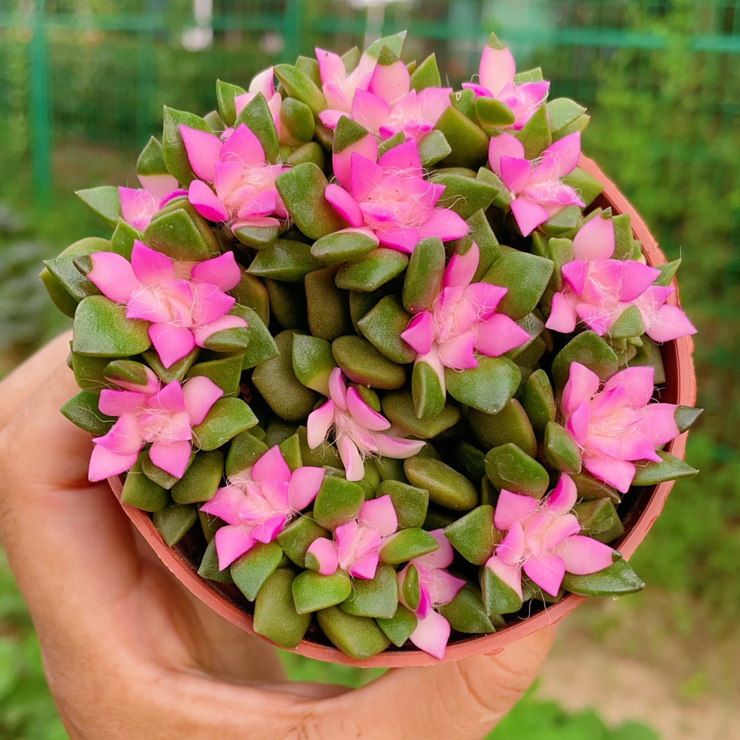 吹雪之松锦容易多肉植物