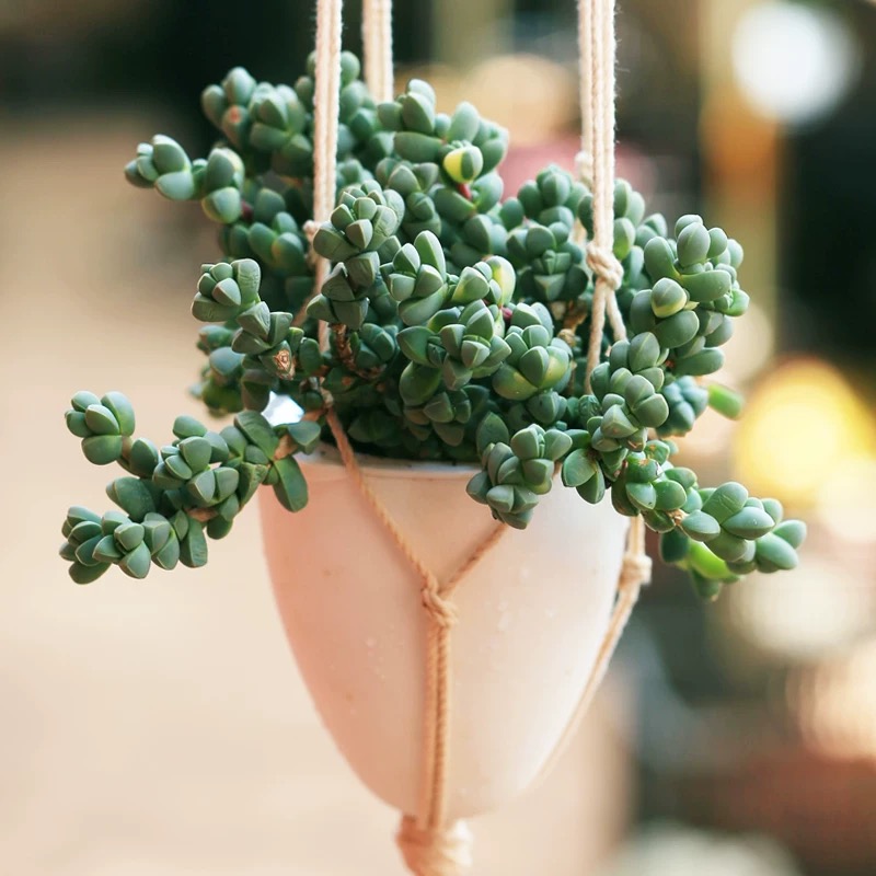 鹿角海棠多肉植物多头群生易爆盆室内阳台花卉盆栽绿植