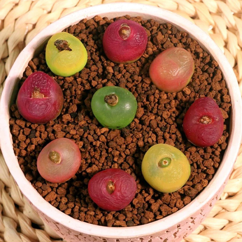 毛汗尼肉锥彩色多肉绿植盆栽,鲜花速递/花卉仿真/绿植园艺,多肉植物,淘宝优惠券,粉丝福利购,淘宝优惠卷