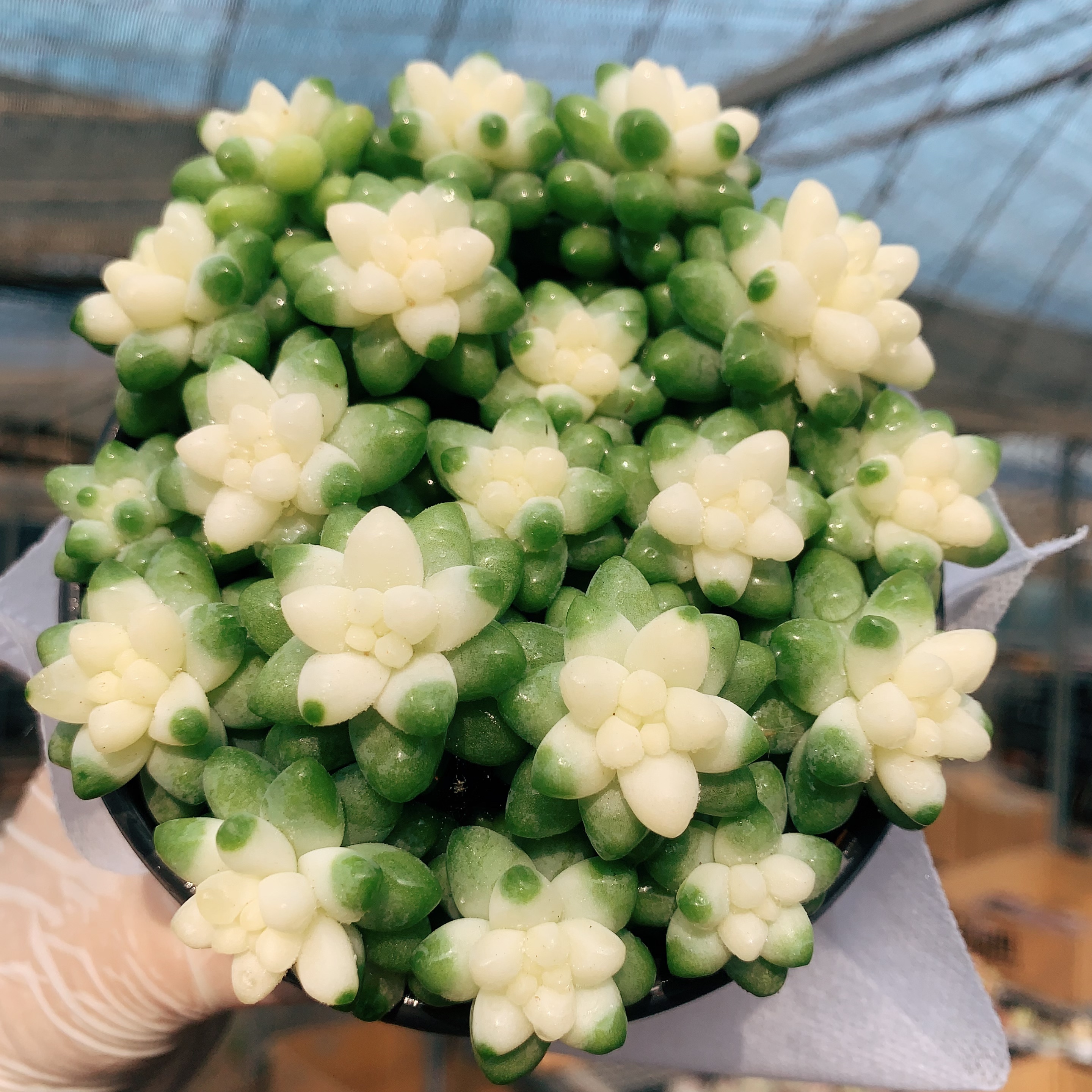 大雪花玉坠美观多肉植物