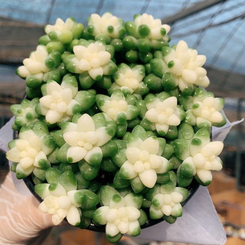 大雪花玉坠美观多肉植物