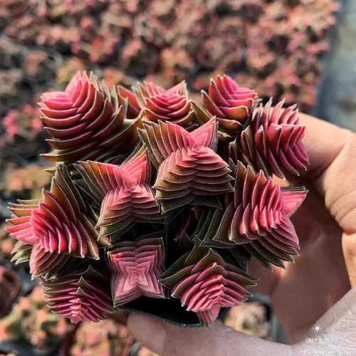 茜之塔群生多头多肉植物办公桌面迷你绿植盆栽花卉