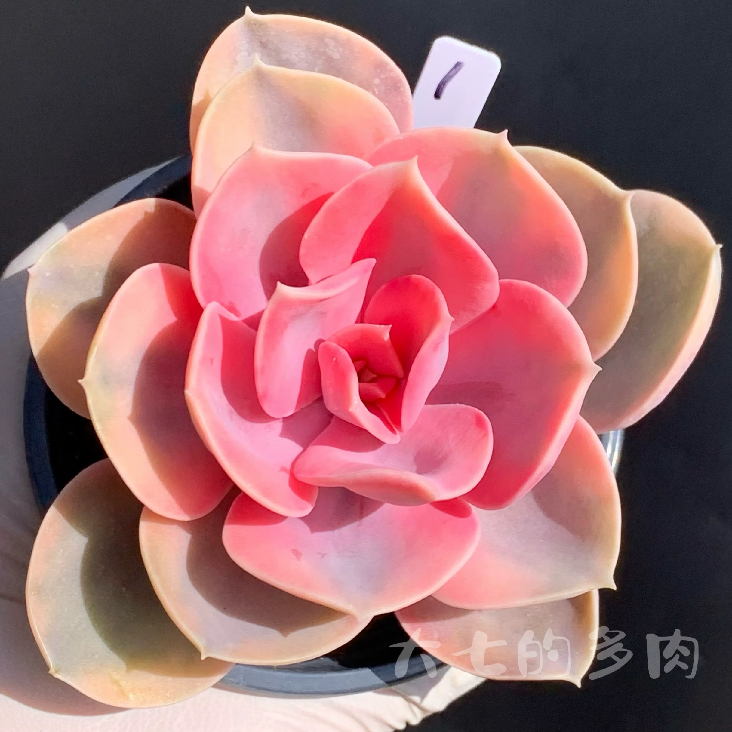 彩虹多肉植物盆栽紫珍珠锦阳台肉肉绿植花卉状态好鲜艳