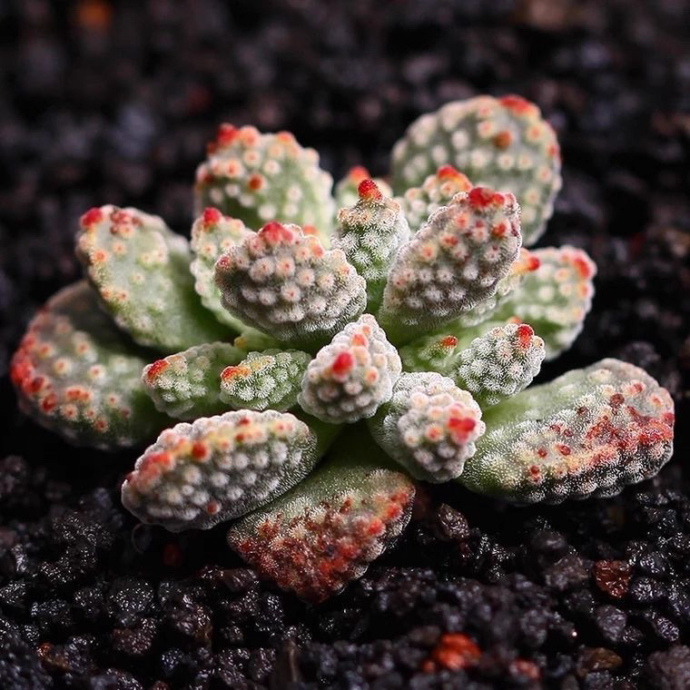 火星兔子多肉植物室内迷你盆栽办公桌面绿植好养活