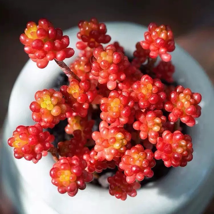 红浆果多肉植物转运珠室内花卉盆栽红色肉肉新手好养活
