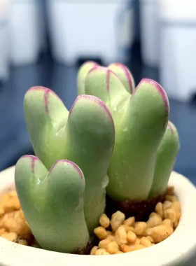 多肉植物肉锥少将可爱多肉绿植盆栽