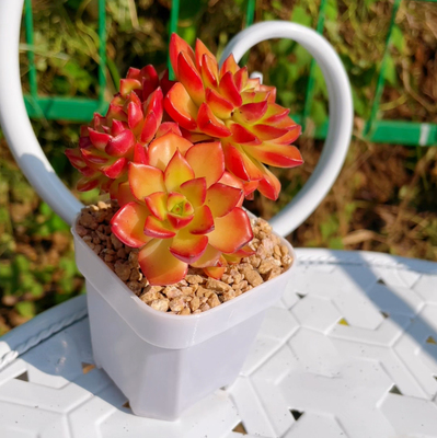 蒂亚多肉植物绿植盆栽蒂亚老桩木质化杆