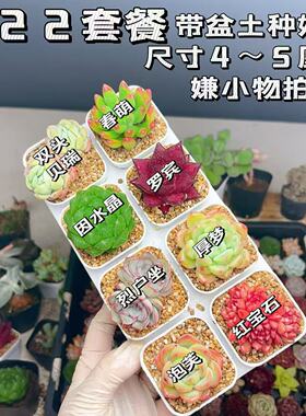【A22号套餐】8颗多肉套餐多肉植物8颗品种带托架