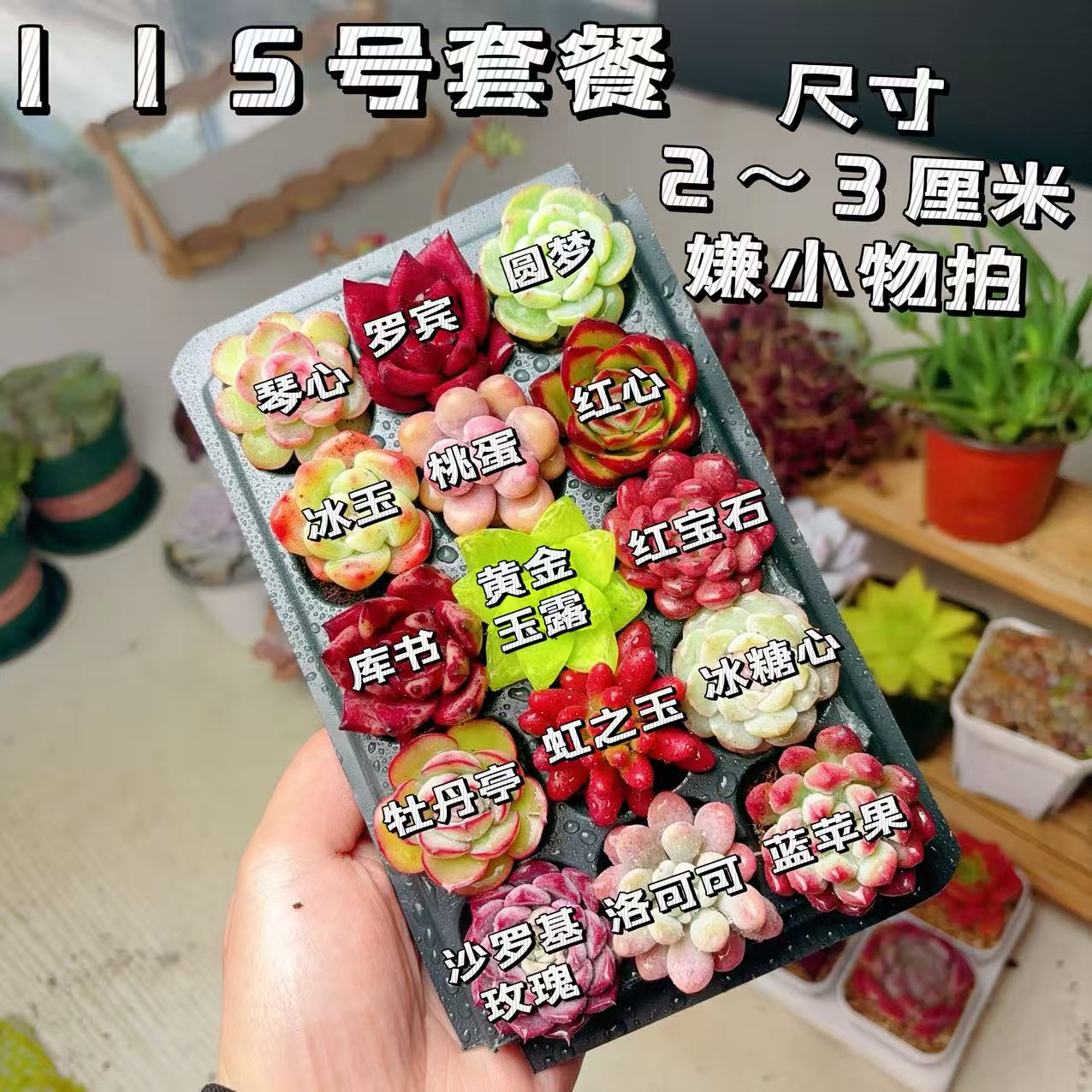 【115号套餐】套餐2-3厘米15颗多肉植物组合多肉带托盘