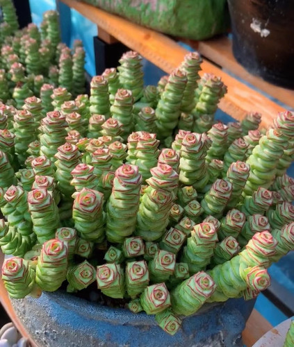多肉植物钱串容易多肉
