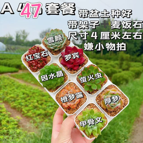【A47套餐】8颗多肉套餐多肉植物8颗品种带托架