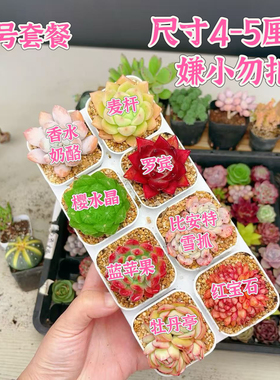 【A11号套餐】8颗多肉套餐多肉植物8颗品种带托架