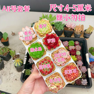 8颗多肉套餐多肉植物8颗品种带托架 A11号套餐