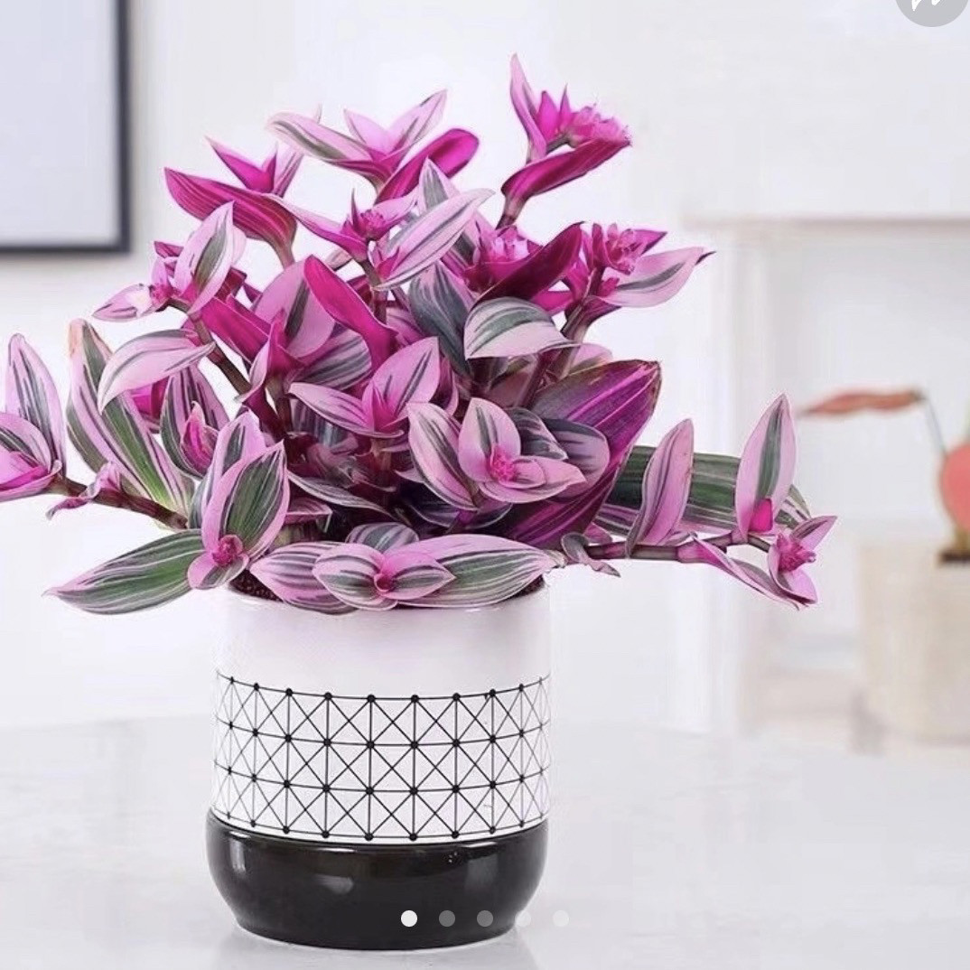 油画婚礼吊兰婚礼油画盆栽绿植,鲜花速递/花卉仿真/绿植园艺,多肉植物,淘宝优惠券,粉丝福利购,淘宝优惠卷