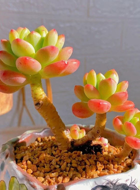 带香味香格里拉多肉植物