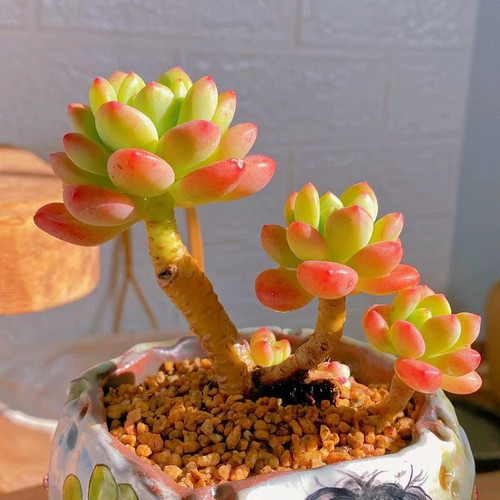 带香味香格里拉多肉植物