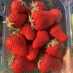 北京昌平红颜奶油草莓头茬现摘新鲜草莓孕妇水果礼盒装顺丰包邮