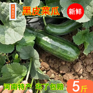 河南特产新鲜菜瓜不甜老品种黑皮菜瓜不是黄瓜