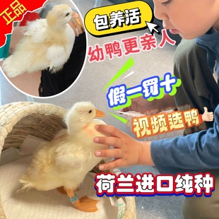 假一罚十！荷兰正品纯种网红柯尔鸭幼崽赛级S级宠物鸭鸭苗