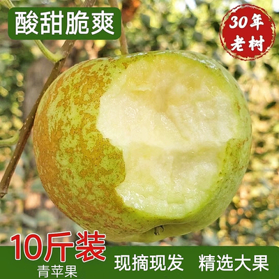 现摘大沙河青苹果酸甜脆精选大果