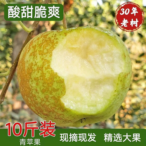 现摘当季大沙河青苹果酸甜脆爽