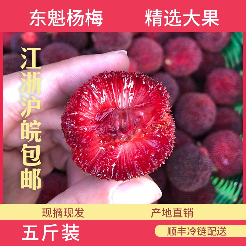 浙江正宗宁波产东魁杨梅时令水果5斤装现摘先发高山当季新鲜水果