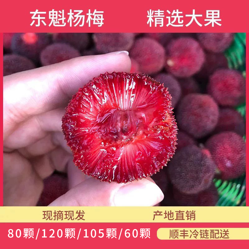 2026年浙江宁波产精品东魁杨梅时令水果高山当季新鲜水果